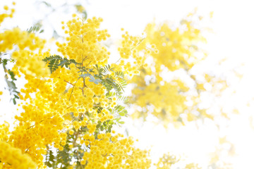 満開のミモザの花
