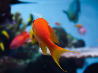 Orange fish swimming