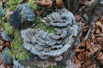  Mushrooms in wood
