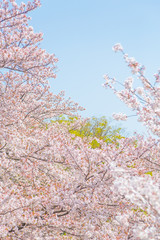 満開の桜