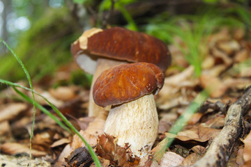 Two little boletus edulis in wood