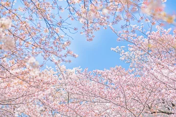 Crédence de cuisine en verre imprimé Fleur de cerisier Cerisier en pleine floraison