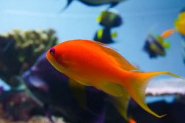 Obraz premium Orange fish with purple eye