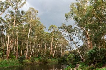 Walking track along the Yarra River in Warrandtye in Melbourne, Australia