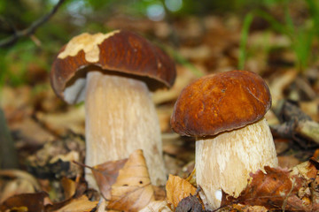 Two little boletus edulis in wood