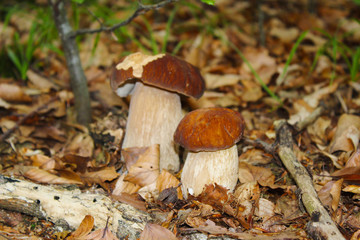 Two little boletus edulis in wood