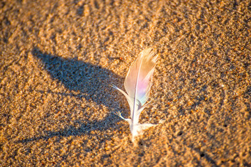feather on a beach