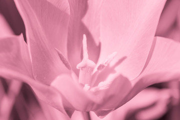 Obraz na płótnie Canvas close up of tulip flower