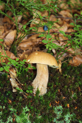 One little boletus edulis in wood with blueberrie