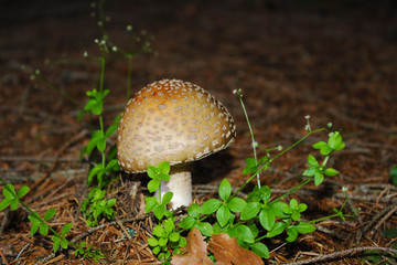 One little mushroom in wood