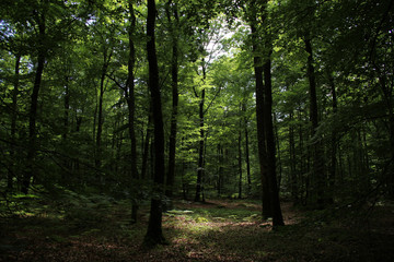 inside of an european forest in summer 
