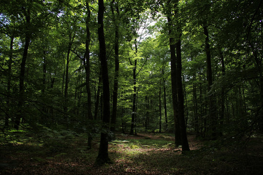 inside of an european forest in summer © Urafoc