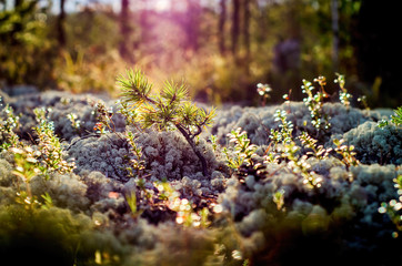 Summer forest on a sunny day, taiga, moss carpet.