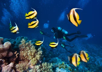 Fotobehang Duiken Groep duikers verkennen prachtig koraalrif met school vlindervissen.
