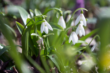 Snowdrops