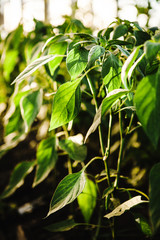 Vertical photo of juicy chili pepper leaves in a greenhouse on green background.
