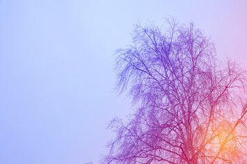 The silhouette of bare birch tree against  winter sky and sun glare behind, art processed image