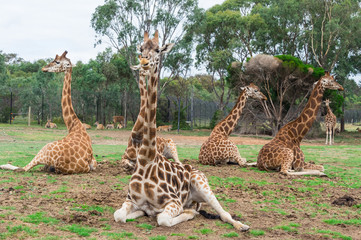 Four Rothschilds giraffes sitting in rest on a grassy plain