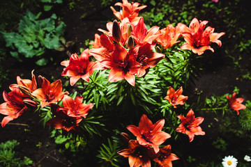 Growing red lilies in the garden, top view. Beautiful flowers.