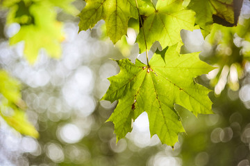 Close up view of maple leaf illuminated by sunlight on the green trees background