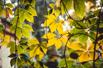 Autumn forest landscape with branch leaves