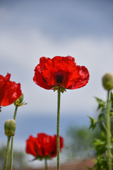 Naklejka premium rote Mohnblume - Klatschmohn - Papaver rhoeas