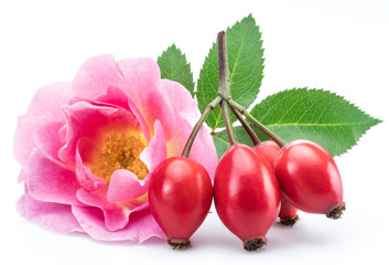 Rose hips with rose leaves isolated on a white background.