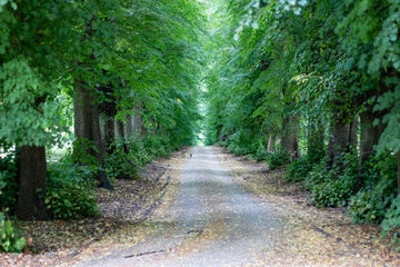 Fototapeta na wymiar road in forest in summer time