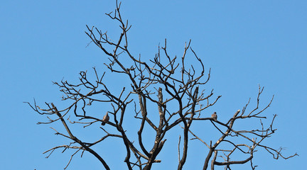 겨울나무가지에 앉은 새