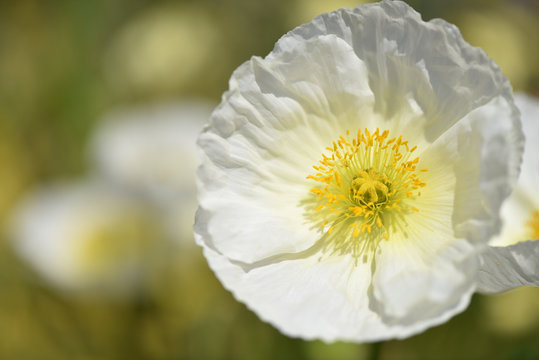 weisse Mohnblume - Arctomecon merriamii