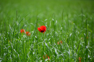 rote Mohnblume - Klatschmohn - Papaver rhoeas