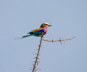 Lilac-breasted Roller