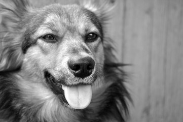 Pets. Redhead beautiful domestic dog stuck out his tongue