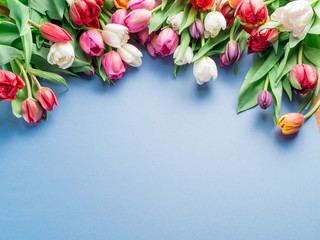 Colorful tulip bouquet on blue background.