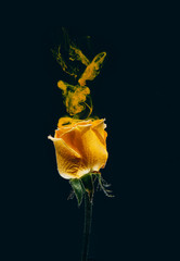 yellow rose inside water white background color acrylic underwater paint ink dye under smoke spring hot
