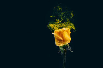 yellow rose inside water white background color acrylic underwater paint ink dye under smoke spring...