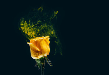 yellow rose inside water white background color acrylic underwater paint ink dye under smoke spring...