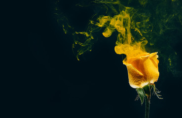 yellow rose inside water white background color acrylic underwater paint ink dye under smoke spring...