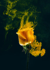 yellow rose inside water white background color acrylic underwater paint ink dye under smoke spring...