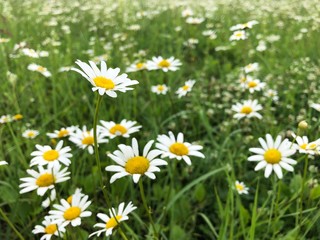 Fototapeta premium meadow daisies in a field on a summer day in the green grass