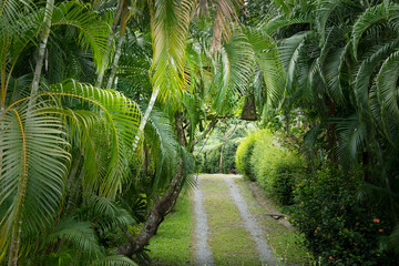 Obraz premium Leaves plant pattern for background.