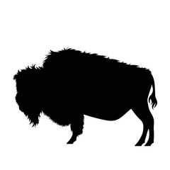 Vector silhouette of buffalo on white background.