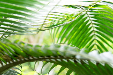 Leaves plant pattern for background.
