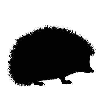 Vector silhouette of hedgehog on white background.