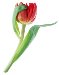 One shy red tulip flower.
