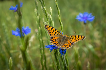 Papillon sur un bleuet