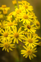 Touffe de fleurs sauvages  jaunes