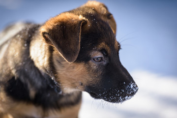 German Shepherd puppy