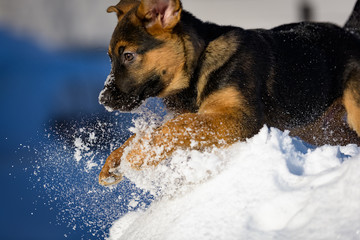 German Shepherd puppy