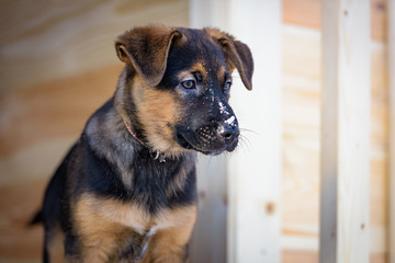 German Shepherd puppy